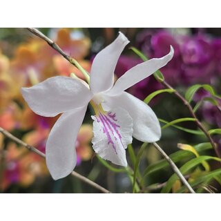 Dendrobium papilio