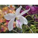 Dendrobium papilio
