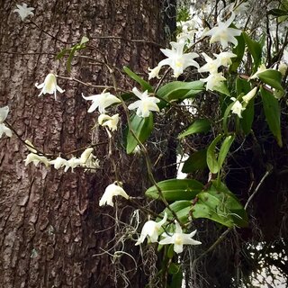 Dendrobium crumenatum