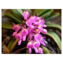 Schoenorchis tixieri
