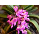 Schoenorchis tixieri