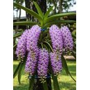 Rhynchostylis retusa