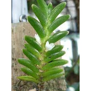 Microsaccus wenzelii