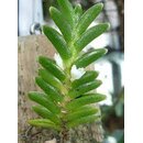 Microsaccus wenzelii