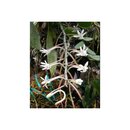 Aerangis macrocentra