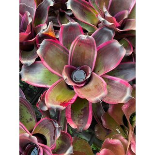 Neoregelia Pink Green