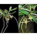 Angraecum moandense