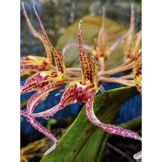 Bulbophyllum ericssoni