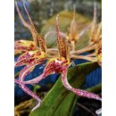 Bulbophyllum ericssoni