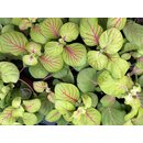 Fittonia Bubble Green
