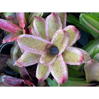 Neoregelia Pink Crown