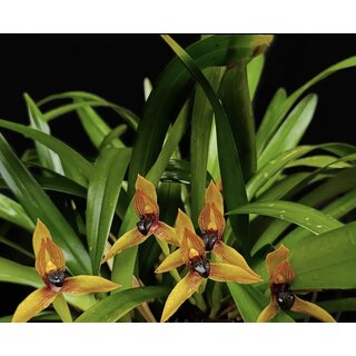 Maxillaria cucullata