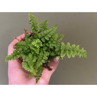 Pellaea falcata Sichelfarn