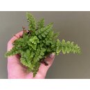 Pellaea falcata Sichelfarn