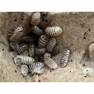 Armadillidium maculatum Champagne
