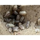 Armadillidium maculatum Champagne