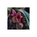 Bulbophyllum macrobulbum