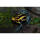 Ranitomeya amazonica Golden