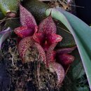 Bulbophyllum macrobulbum