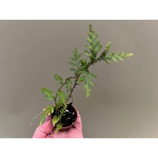 Selaginella spec. Tarapoto