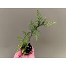 Selaginella spec. Tarapoto