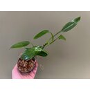 Philodendron sp. Iquitos