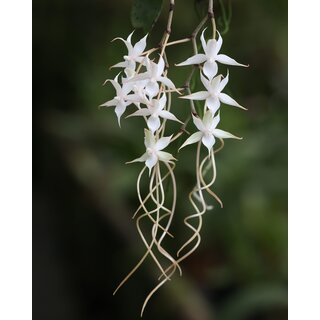 Aerangis seegeri