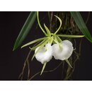 Brassavola grandiflora
