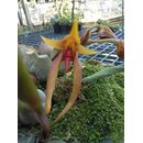 Bulbophyllum papulosum Babyplant