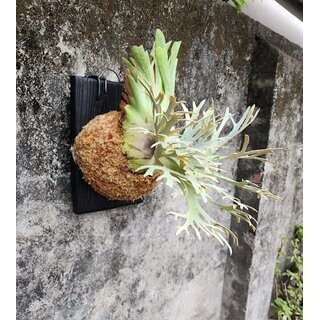 Platycerium willinckii Nano