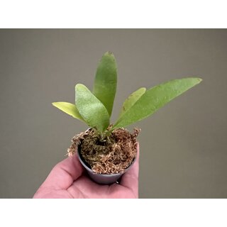 Platycerium Antis (Andinum X Elephantotis)