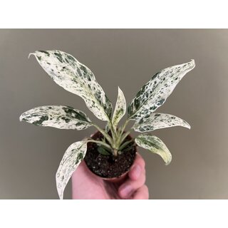 Rhaphidophora puberula variegata Babyplant