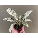 Rhaphidophora puberula variegata Babyplant