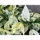 Epipremnum pinnatum Snow Leopard