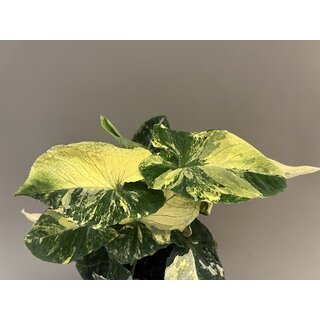 Syngonium Scrambled Eggs Ableger