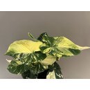 Syngonium Scrambled Eggs Ableger