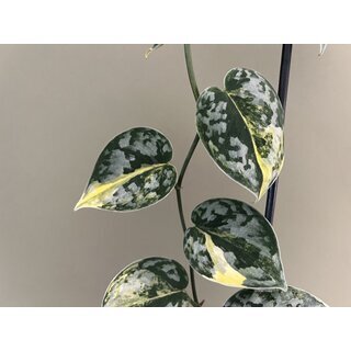 Scindapsus geulis selten