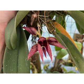 Bulbophyllum frostii x Bulbophyllum phalaenopsis