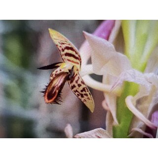 Bulbophyllum schinzianum