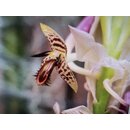 Bulbophyllum schinzianum