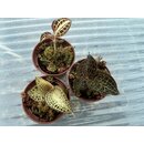 Angebot Juwelorchideen Mix