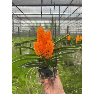 Ascocentrum miniatum