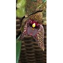 Bulbophyllum disciflorum