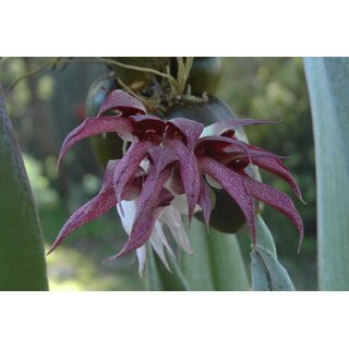 Bulbophyllum fletcherianum
