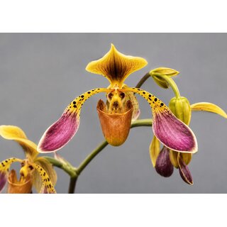 Paphiopedilum lowii