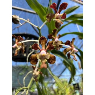 Vanda brunnea