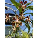 Vanda brunnea