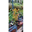 Dendrobium conanthum