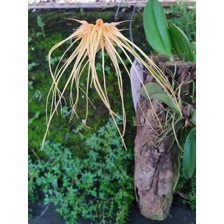 Bulbophyllum medusae