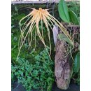 Bulbophyllum medusae